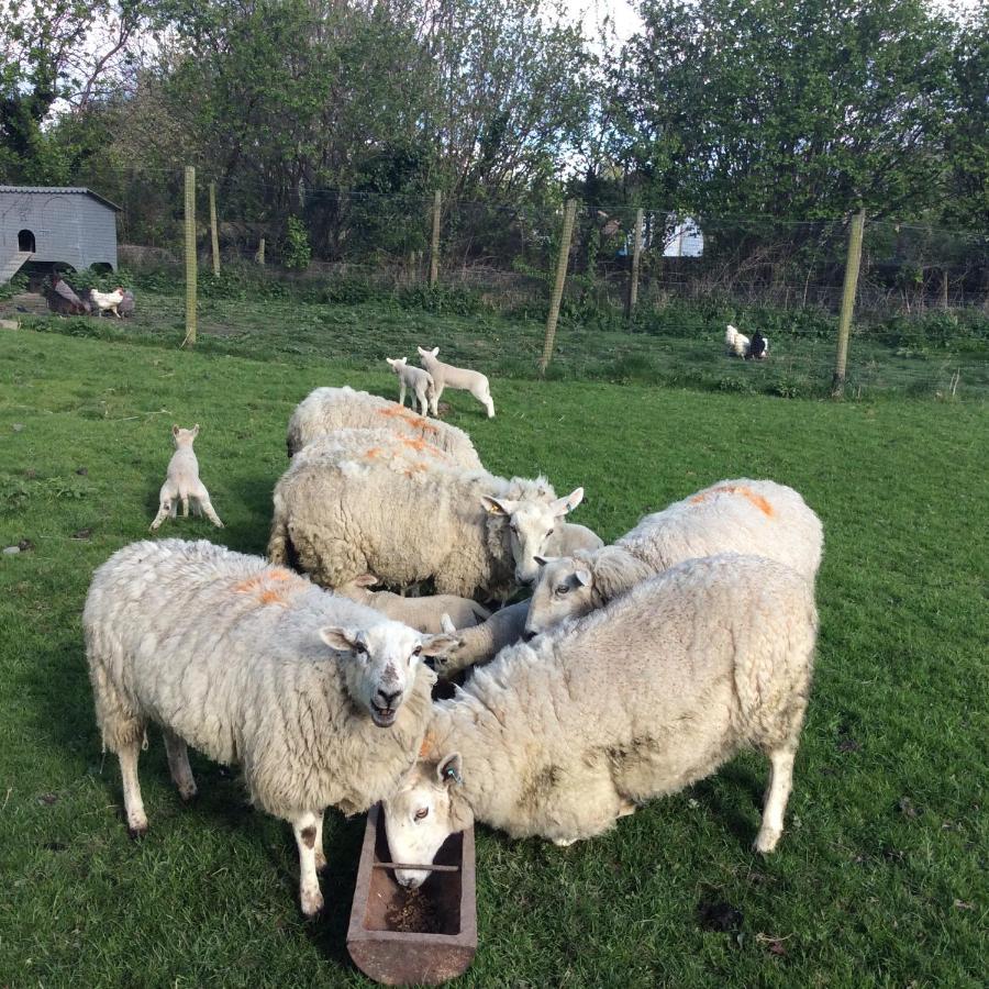 Mid Wales Arts B&B Caersws Esterno foto